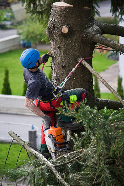 Lawn Renovation and Restoration in Kyle, SD